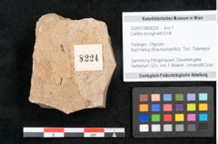Foto (Objekt + Etikett) von Callitris brongniartii Endl. (NHMW-GEO-2024-0188-8224)